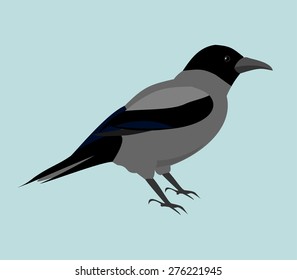 Crow bird on a blue background. Vector.