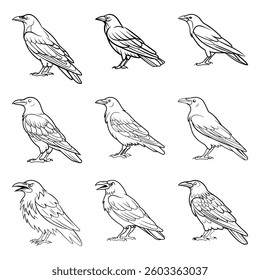 crow bird outline set vector design