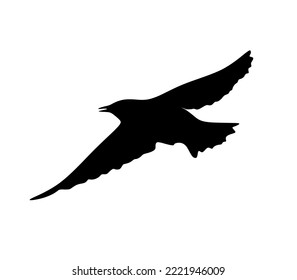 Crow bird silhouette isolated on white background. vector eps10