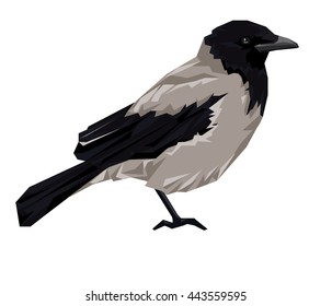 crow, bird, vector illustration
