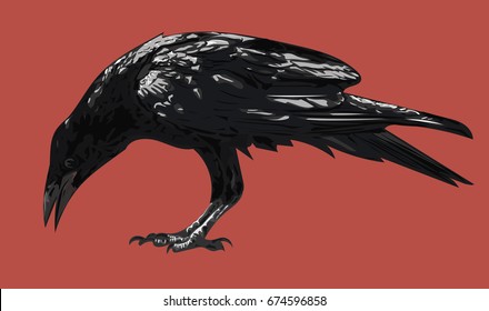 Crow Bird  - Vector illustration - Black bird isolated on red background