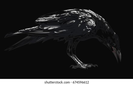 Crow Bird  - Vector illustration - Bird isolated on black background