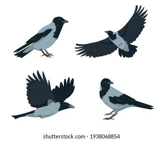 Crow birds set in different poses isolated