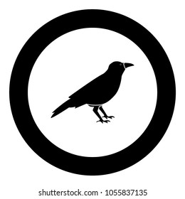 Crow black icon in circle