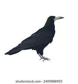 Crow with black plumage and a green sheen. Rook bird stands. Vector illustration isolated on a white background in a realistic style