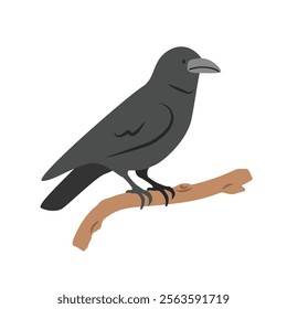 Crow cartoon clipart. Black raven or crow vector illustration in flat style. Hand-drawn wild animal concept