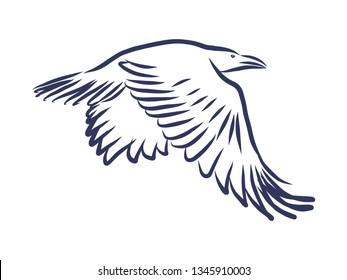 Crow contour, vector illustration