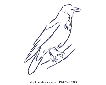 Crow contour, vector illustration
