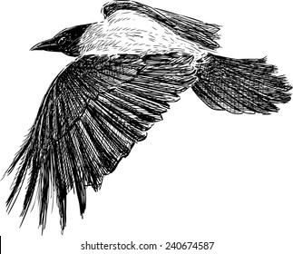  crow in flight