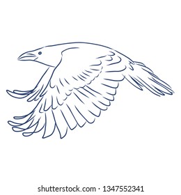 Crow in flight contour, vector illustration