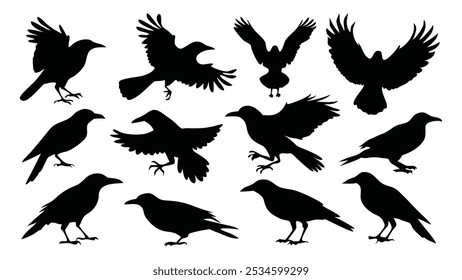 Crow fly, jump, sit and run expansion silhouettes set isolated flat vector illustration on white background.