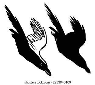 crow flying towards down, raven flying downward illustration vector