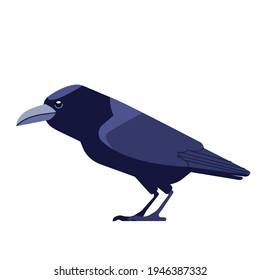 Crow ist eine Gattung von Vögeln in der Krähenfamilie Corvidae. Schwarzer Rabe Vogel Cartoon flacher Charakter der Ornithologie, Vektorgrafik einzeln auf weißem Hintergrund.