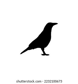Crow icon. Simple style Halloween holiday poster background symbol. Crow brand logo design element. Crow t-shirt printing. Vector for sticker.