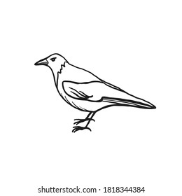 Crow illustration isolated on white background. Vector icon of a bird
