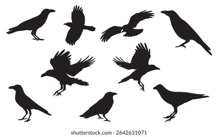 Crow isolated black silhouette set. Crows. isolated black silhouette bird. raven halloween Dark birds icon clipart. crow collection