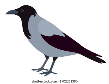 Crow isolated on white background, vector illustration of hooded crow, side view