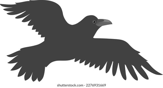 The crow isolated on white background