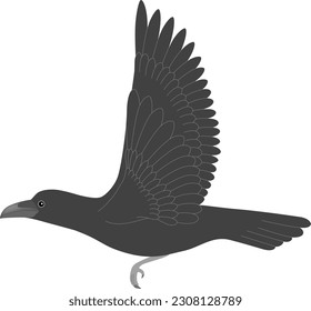 A crow isolated on white background