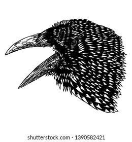 Crow isolated on white. Hand drawn art sketch. Black Raven head. Bird on white background. Witchcraft magic, occult attribute decorative element. Vector.