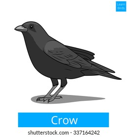 Crow learn birds educational game vector illustration