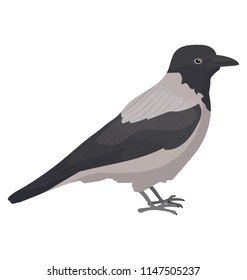 
A crow like bird with small beak depicting corvus albus 
