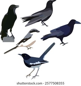 Crow and magpie illustrations are artistic depictions of these intelligent and charismatic birds.