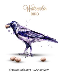 Crow with a nut watercolor Vector. Fall season isolated bird on white backgrounds