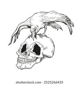 A crow on a human skull - black and white line art drawing. Illustration, Vector, Poster, Background or wallpaper.   