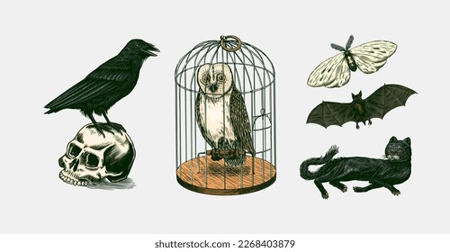 A crow on a skull, an owl in a cage, a bat, black cat and hawk moth or butterfly. Witch animals. Beldam and sorcery symbols. Hand drawn engraved vintage sketch