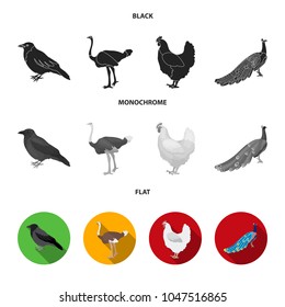 Crow, ostrich, chicken, peacock. Birds set collection icons in black, flat, monochrome style vector symbol stock illustration web.