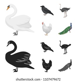 Crow, ostrich, chicken, peacock. Birds set collection icons in cartoon,black style vector symbol stock illustration web.