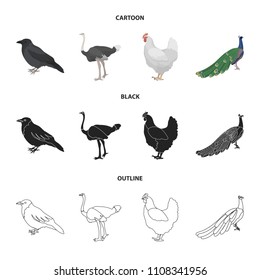 Crow, ostrich, chicken, peacock. Birds set collection icons in cartoon,black,outline style vector symbol stock illustration web.