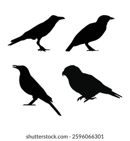 Crow, Parrot, Sparrow, Love birds black silhouette with white background