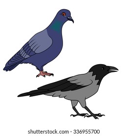 Crow and pigeon illustration