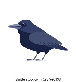 Crow raven bird. Black bird Cartoon flat style beautiful character of ornithology, vector illustration isolated on white background.