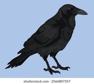 Crow Raven Bird Black Crows