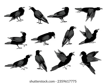 Crow (raven, blackbird) birds in various poses. Vector set of cartoon drawings for design.