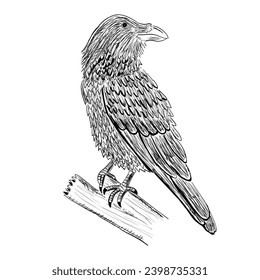 Crow or raven drawing. Vector illustration image.