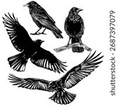 Crow and Raven Engraving Set. Black Bird Poses Flying, Perched, and Standing Illustration.
