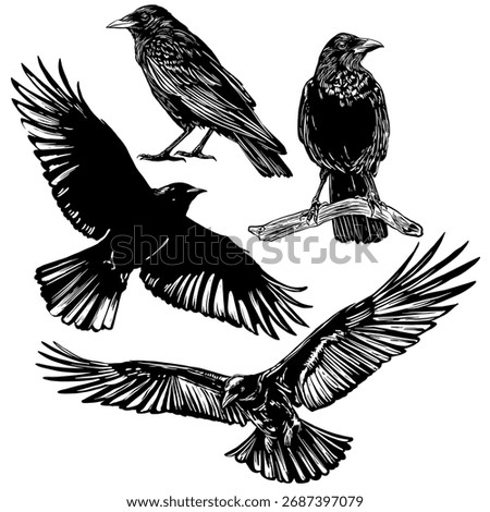 Crow and Raven Engraving Set. Black Bird Poses Flying, Perched, and Standing Illustration.
