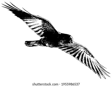 Crow or raven in flight vector illustration 