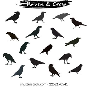 Crow Raven Icons Vector Illustration