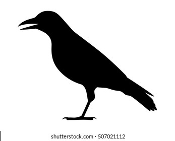 Crow, raven, jackdaw or corvus bird flat vector icon for apps and websites