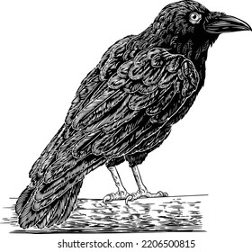 A crow, raven, rook or other black Corvus bird. Original illustration in an old vintage engraved etching woodcut style