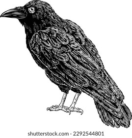 Eine Krähe, ein Rabe, ein Racher oder ein anderer schwarzer Corvus-Vogel. Original-Illustration in einem alten, gravierten Holzschnitt-Stil