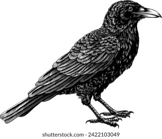 A crow, raven, rook or other black Corvus bird. Original illustration in an old vintage engraved etching woodcut style