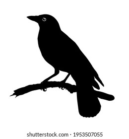 Crow (Raven) Silhouette. Black Bird Family Illustration. Vector Illustration