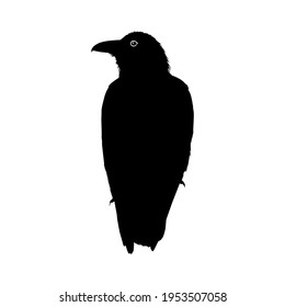 Crow (Raven) Silhouette. Black Bird Family Illustration. Vector Illustration