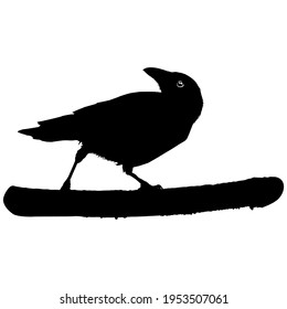 Crow (Raven) Silhouette. Black Bird Family Illustration. Vector Illustration